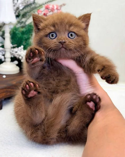 British Shorthair