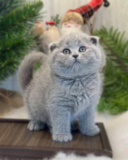 Scottish Fold