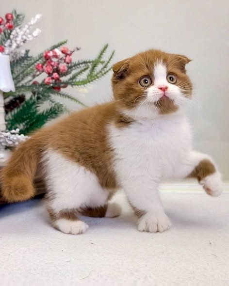 Scottish Fold