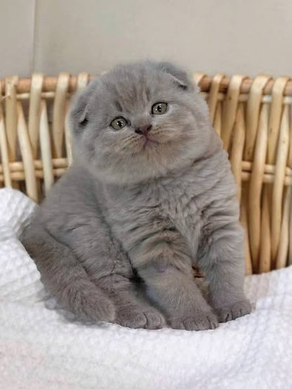 Scottish Fold