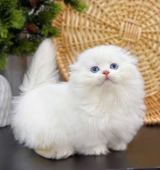 Munchkin Fold Longhair