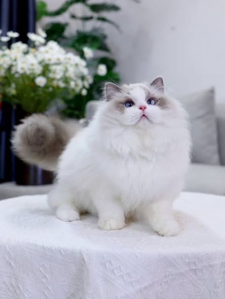 Ragdoll