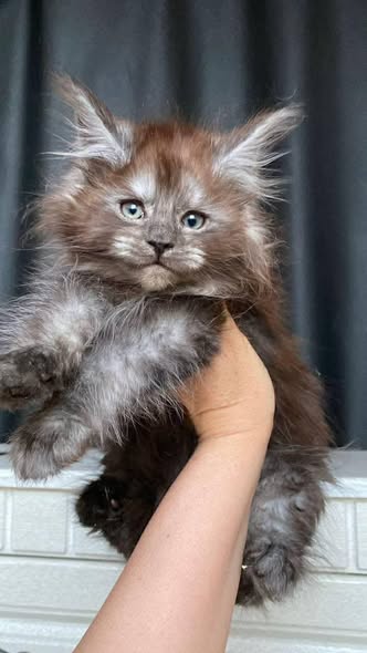 Maine Coon