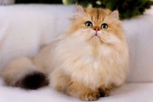 Munchkin Longhair