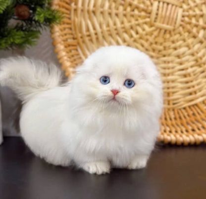 Munchkin Fold Longhair