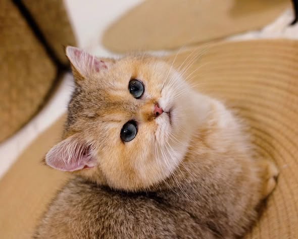 Munchkin