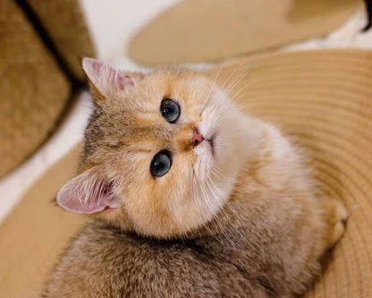 Munchkin