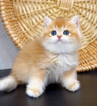 British Shorthair