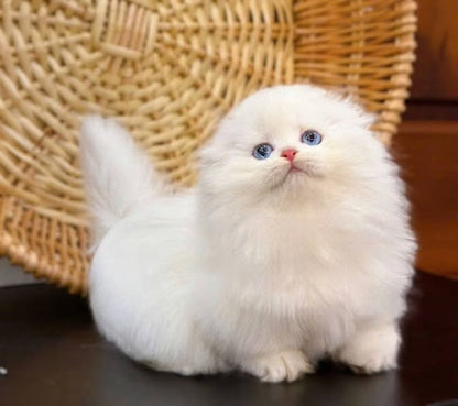 Munchkin Fold Longhair