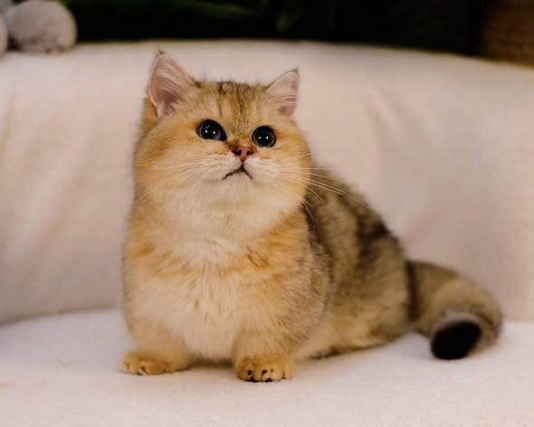 Munchkin