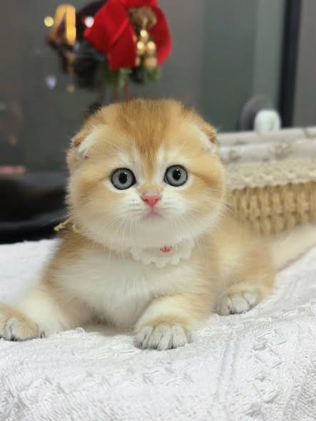 Munchkin Fold