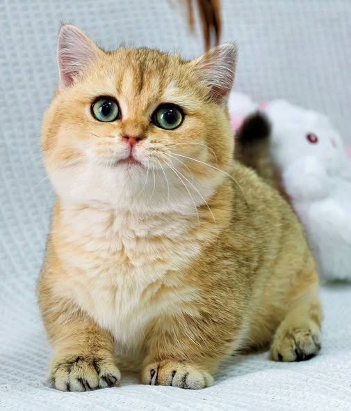 Munchkin
