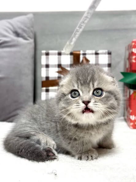 Munchkin Fold