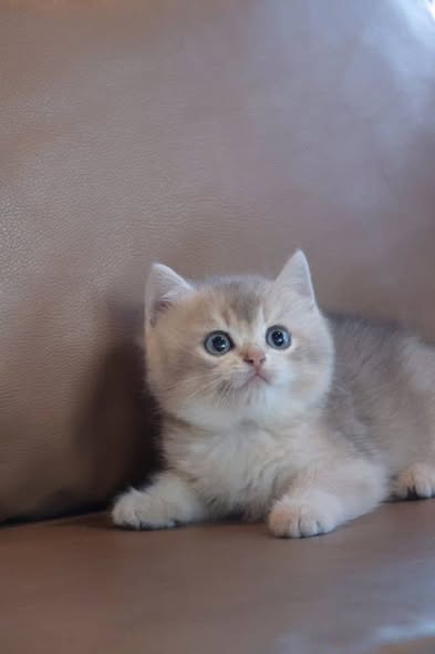 British Shorthair