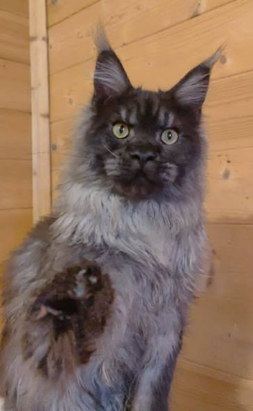 Maine Coon