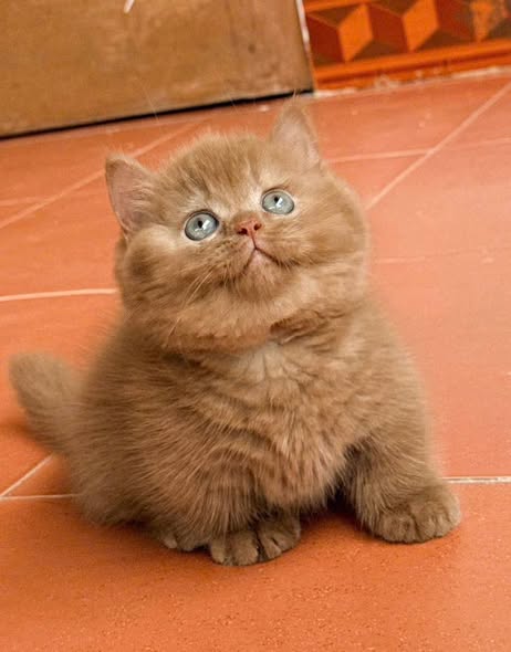 Munchkin