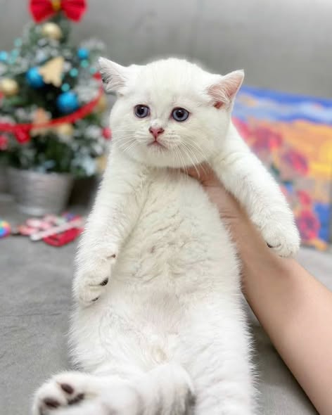 British Shorthair