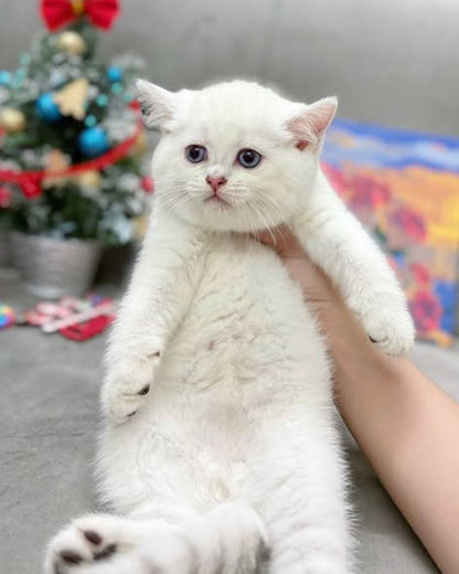 British Shorthair