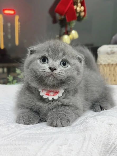Scottish Fold