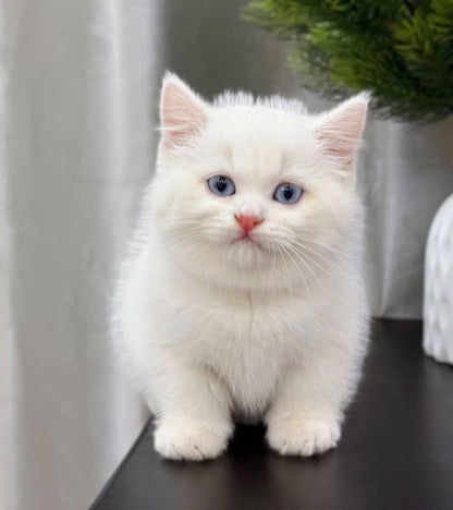 Munchkin