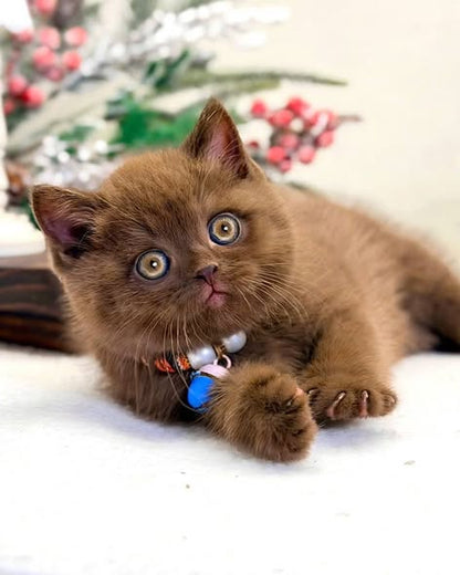 British Shorthair