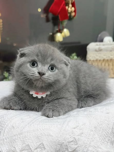 Scottish Fold