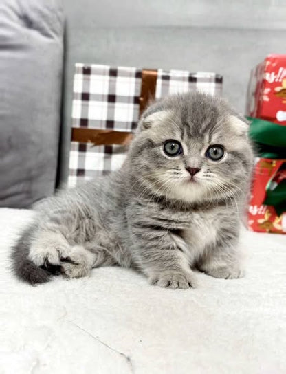 Munchkin Fold