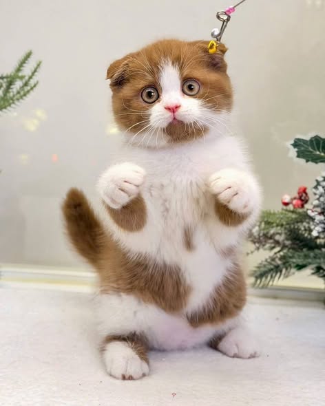 Scottish Fold