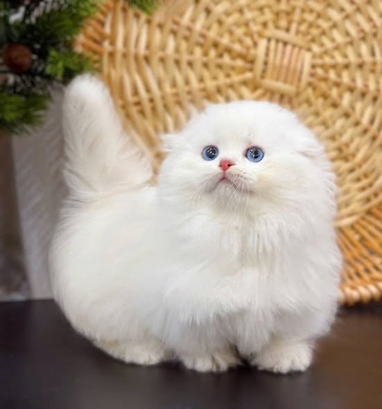 Munchkin Fold Longhair