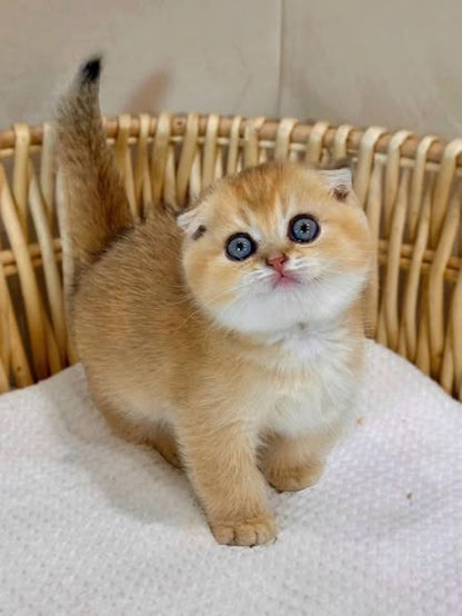 Scottish Fold