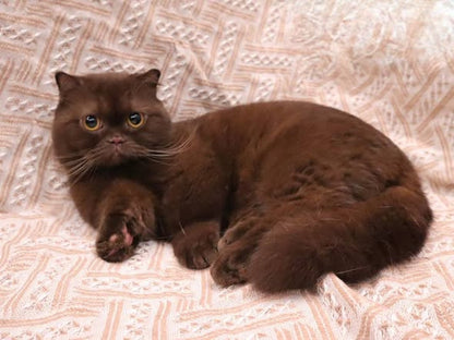 Munchkin Fold