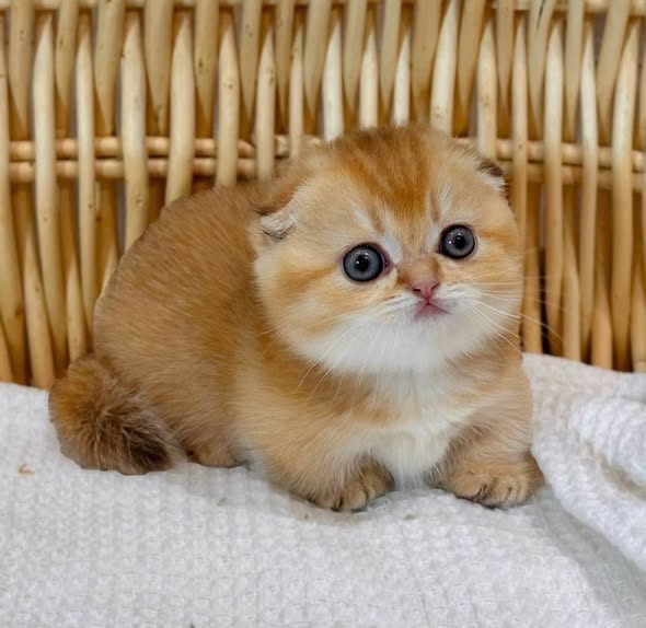 Munchkin Fold