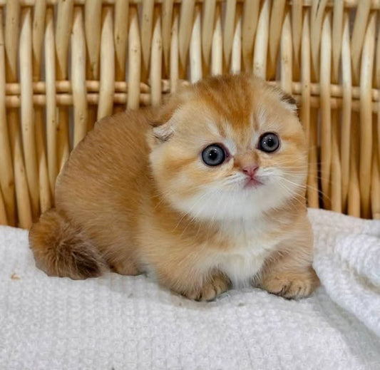 Munchkin Fold