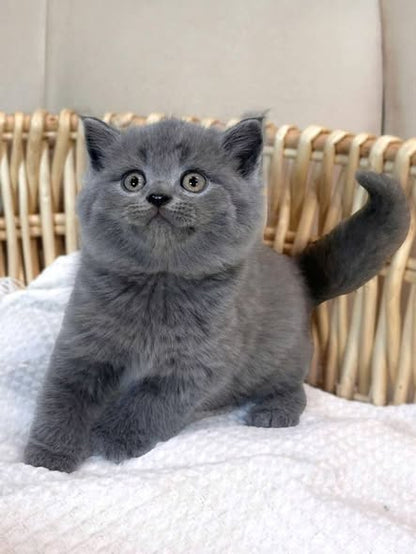 British Shorthair