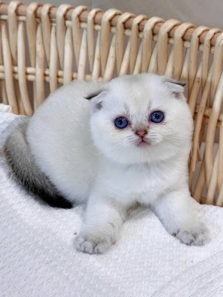 Scottish Fold