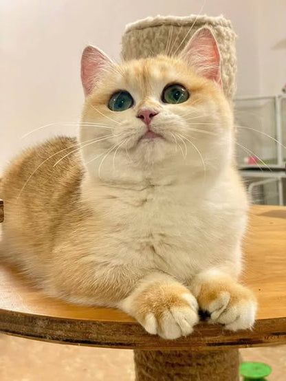 Munchkin