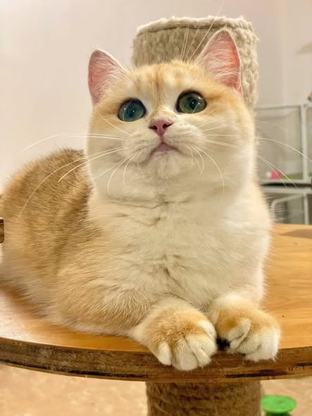 Munchkin