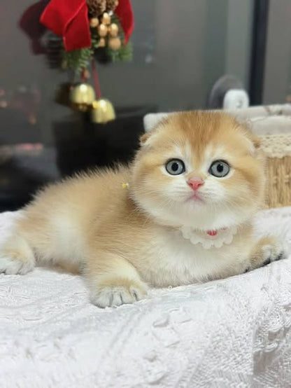 Munchkin Fold
