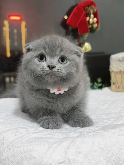 Scottish Fold