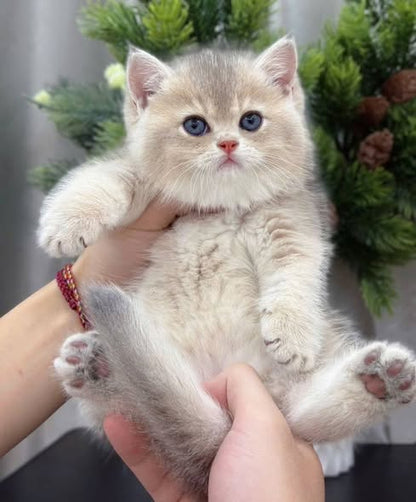British Shorthair