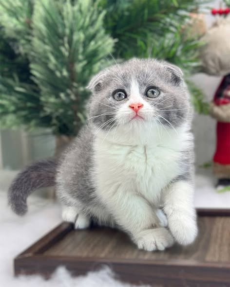 Scottish Fold