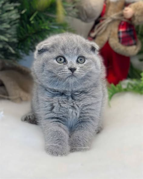Scottish Fold