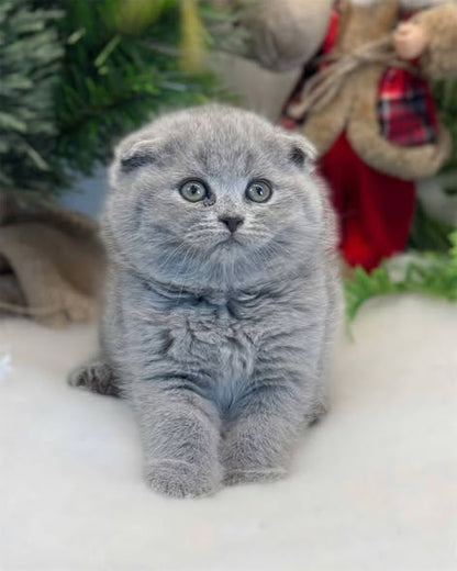 Scottish Fold