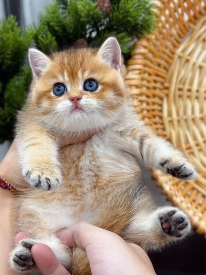 British Shorthair