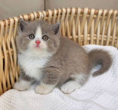 British Shorthair