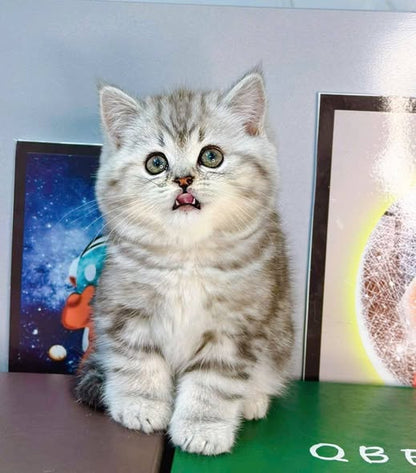 British Shorthair