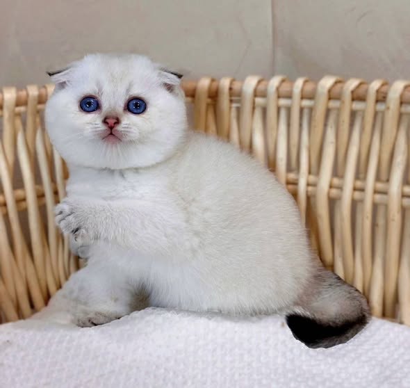 Scottish Fold
