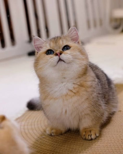 Munchkin