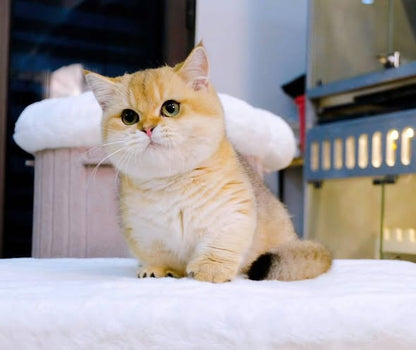 Munchkin