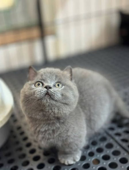 Munchkin